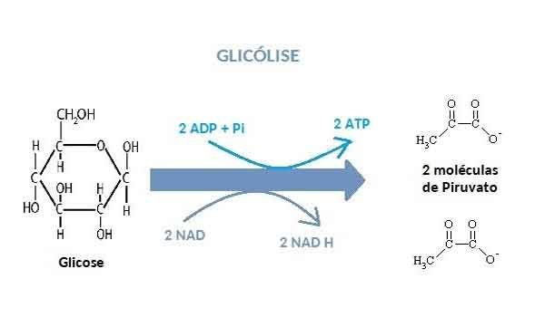 Glicólise: o que é, processos, função - Resumo
