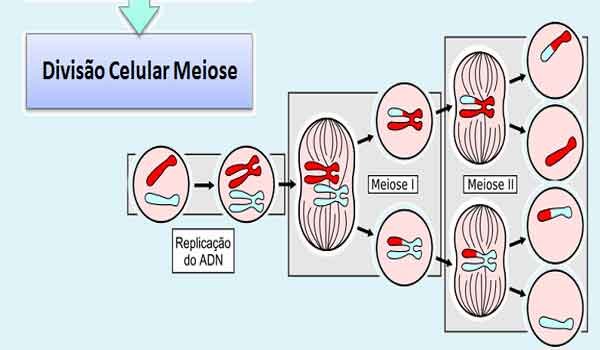 Meiose: I e II, o que é, fases, como ocorre - Resumo