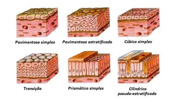 O que são células epiteliais
