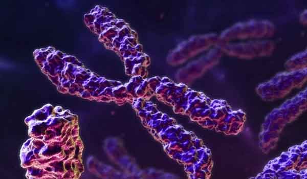 Genoma e DNA genômico