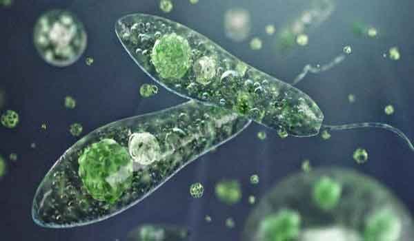 Reino Protista: características, classificação, reprodução - resumo